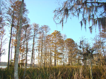 Photograph: Tidal freshwater forested wetland on Waccamaw River, SC. Photo Credit: Thomas Sheehan